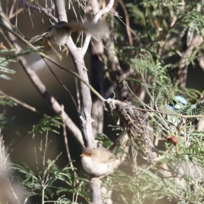 Malurus cyaneus (Superb Fairywren) at Undefined Area - 5 Feb 2023 by JimL