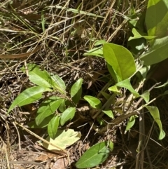 Ligustrum lucidum at Aranda, ACT - 5 Feb 2023