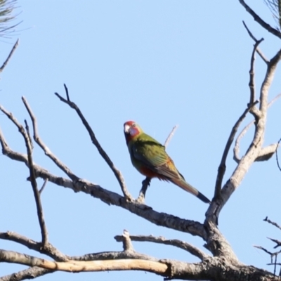 Platycercus elegans (Crimson Rosella) at Molonglo Valley, ACT - 4 Feb 2023 by JimL