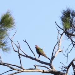 Platycercus elegans at Molonglo Valley, ACT - 5 Feb 2023