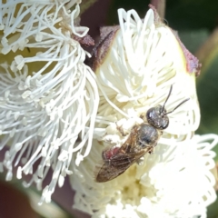 Lasioglossum (Parasphecodes) sp. (genus & subgenus) (Halictid bee) at Googong, NSW - 4 Feb 2023 by Wandiyali