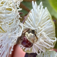 Lasioglossum (Parasphecodes) sp. (genus & subgenus) at Googong, NSW - 5 Feb 2023