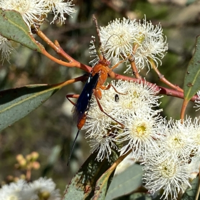 Lissopimpla excelsa (Orchid dupe wasp, Dusky-winged Ichneumonid) at Googong, NSW - 5 Feb 2023 by Wandiyali