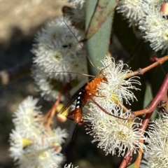 Lissopimpla excelsa at Googong, NSW - suppressed