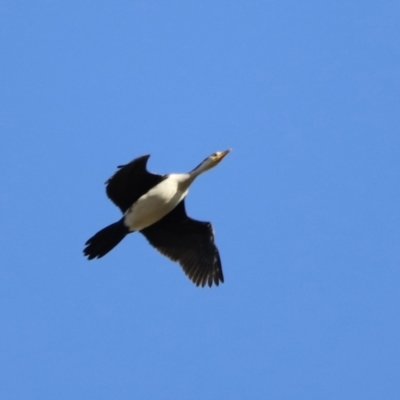Microcarbo melanoleucos (Little Pied Cormorant) at Molonglo Valley, ACT - 4 Feb 2023 by JimL