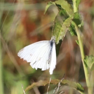Pieris rapae (Cabbage White) at Undefined Area - 5 Feb 2023 by JimL
