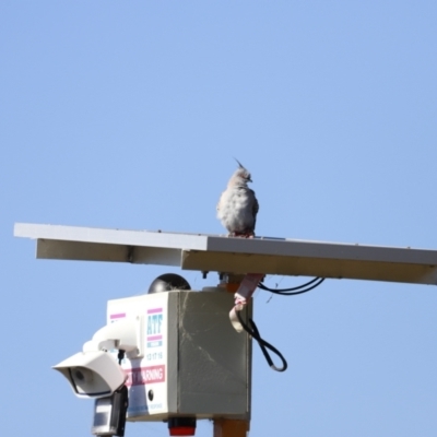 Ocyphaps lophotes (Crested Pigeon) at Molonglo Valley, ACT - 4 Feb 2023 by JimL