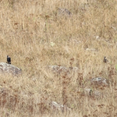 Gymnorhina tibicen (Australian Magpie) at Molonglo Valley, ACT - 4 Feb 2023 by JimL