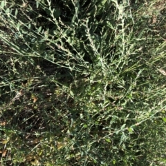 Polygonum sp. (Wireweed) at Belconnen, ACT - 5 Feb 2023 by JohnGiacon