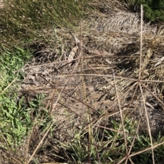 Chloris truncata (Windmill Grass) at Emu Creek - 4 Feb 2023 by jgiacon