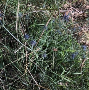 Eryngium ovinum at Belconnen, ACT - 5 Feb 2023