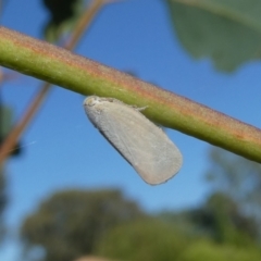 Anzora unicolor (Grey Planthopper) at Belconnen, ACT - 1 Feb 2023 by jgiacon