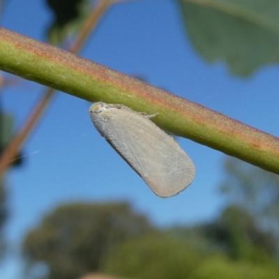 Anzora unicolor (Grey Planthopper) at Emu Creek - 1 Feb 2023 by JohnGiacon