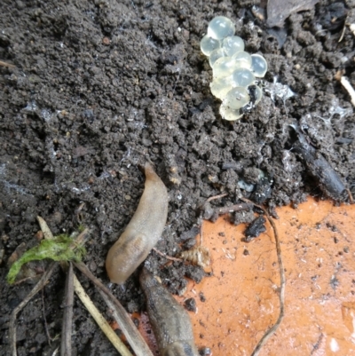 Ambigolimax sp. (valentius and waterstoni) (Striped Field Slug) at Belconnen, ACT - 4 Feb 2023 by JohnGiacon