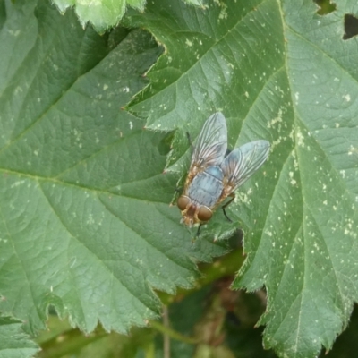 Calliphora sp. (genus) (Unidentified blowfly) at Belconnen, ACT - 4 Feb 2023 by jgiacon