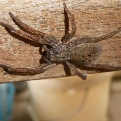 Miturga sp. (genus) (Unidentified False wolf spider) at Belconnen, ACT - 4 Feb 2023 by JohnGiacon