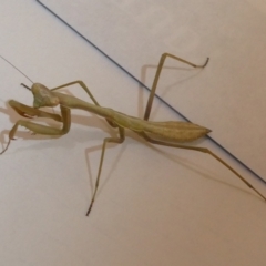 Pseudomantis albofimbriata (False garden mantis) at Emu Creek - 4 Feb 2023 by jgiacon