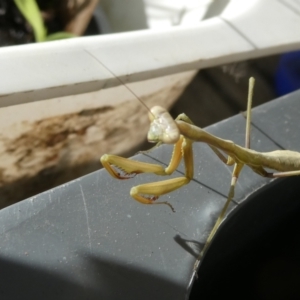 Pseudomantis albofimbriata at Belconnen, ACT - 5 Feb 2023