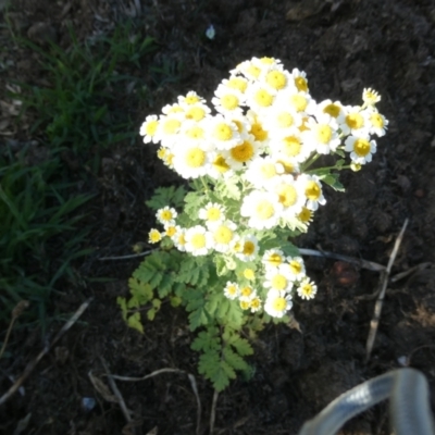 Tanacetum parthenium (Feverfew) at Flea Bog Flat to Emu Creek Corridor - 4 Feb 2023 by JohnGiacon