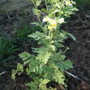 Tanacetum parthenium at Belconnen, ACT - 5 Feb 2023 09:27 AM