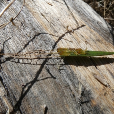 Pergidae sp. (family) (Unidentified Sawfly) at Belconnen, ACT - 5 Feb 2023 by JohnGiacon