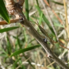 Mutusca brevicornis (A broad-headed bug) at Emu Creek - 4 Feb 2023 by JohnGiacon