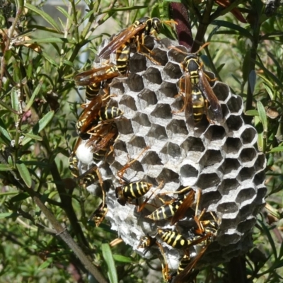 Polistes (Polistes) chinensis (Asian paper wasp) at Emu Creek - 4 Feb 2023 by jgiacon