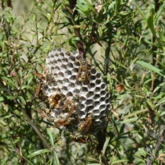 Polistes (Polistes) chinensis at Belconnen, ACT - 5 Feb 2023 10:05 AM