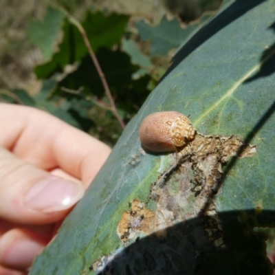 Paropsis atomaria (Eucalyptus leaf beetle) at Emu Creek - 4 Feb 2023 by JohnGiacon