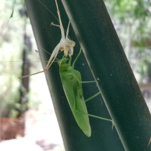 Caedicia simplex at Greenleigh, NSW - 5 Feb 2023 02:25 PM