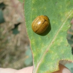 Paropsisterna cloelia (Eucalyptus variegated beetle) at Belconnen, ACT - 5 Feb 2023 by JohnGiacon