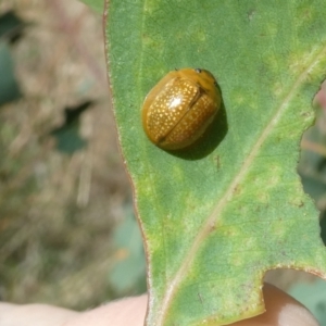 Paropsisterna cloelia at Belconnen, ACT - 5 Feb 2023