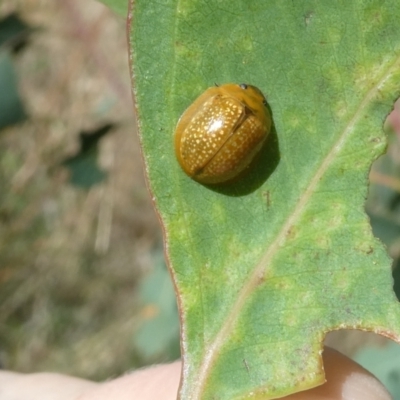 Paropsisterna cloelia (Eucalyptus variegated beetle) at Emu Creek - 4 Feb 2023 by JohnGiacon