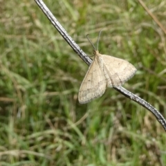 Scopula rubraria (Reddish Wave, Plantain Moth) at Belconnen, ACT - 5 Feb 2023 by JohnGiacon