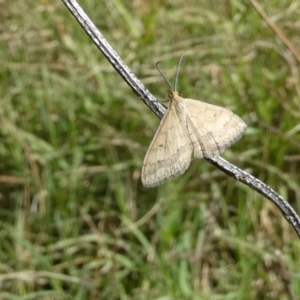 Scopula rubraria at Belconnen, ACT - 5 Feb 2023