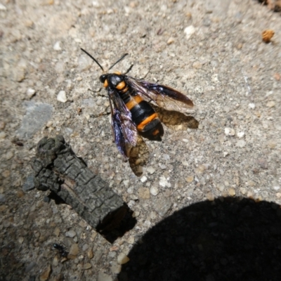 Pterygophorus cinctus (Bottlebrush sawfly) at Belconnen, ACT - 5 Feb 2023 by jgiacon