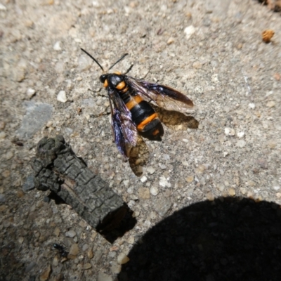 Pterygophorus cinctus (Bottlebrush sawfly) at Belconnen, ACT - 5 Feb 2023 by JohnGiacon