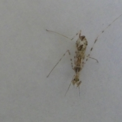 Empicoris sp. (genus) (Thread-legged assassin bug) at Belconnen, ACT - 5 Feb 2023 by jgiacon