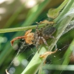 Badumna sp. (genus) (Lattice-web spider) at Emu Creek - 5 Feb 2023 by JohnGiacon