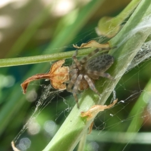 Badumna sp. (genus) at Belconnen, ACT - 5 Feb 2023