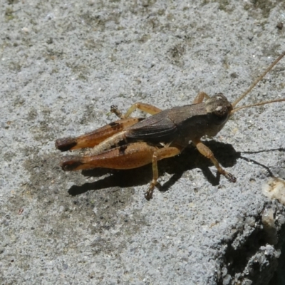 Phaulacridium vittatum (Wingless Grasshopper) at Belconnen, ACT - 5 Feb 2023 by JohnGiacon