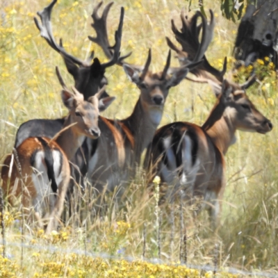 Dama dama (Fallow Deer) at Jindabyne, NSW - 5 Feb 2023 by HelenCross