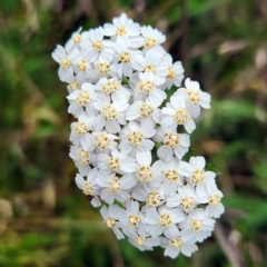 Achillea millefolium (Yarrow) at Wilsons Valley, NSW - 2 Feb 2023 by NathanaelC