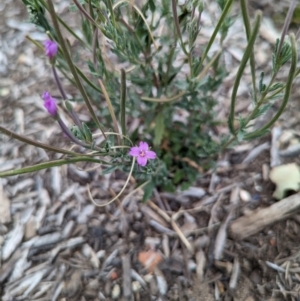 Epilobium billardiereanum subsp. cinereum at Dickson, ACT - 4 Feb 2023 01:40 PM