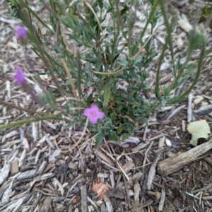 Epilobium billardiereanum subsp. cinereum at Dickson, ACT - 4 Feb 2023 01:40 PM