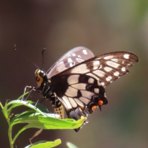 Papilio anactus at Molonglo Valley, ACT - 5 Feb 2023 12:02 PM