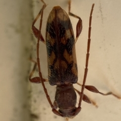 Bethelium diversicorne (Wattle Longhorn) at Jerrabomberra, NSW - 5 Feb 2023 by SteveBorkowskis