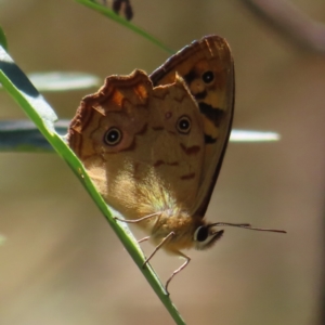 Heteronympha paradelpha at Molonglo Valley, ACT - 5 Feb 2023