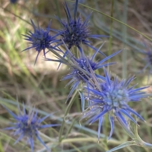 Eryngium ovinum at Wanniassa, ACT - 5 Feb 2023