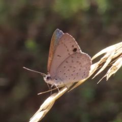 Erina hyacinthina (Varied Dusky-blue) at Molonglo Valley, ACT - 5 Feb 2023 by MatthewFrawley